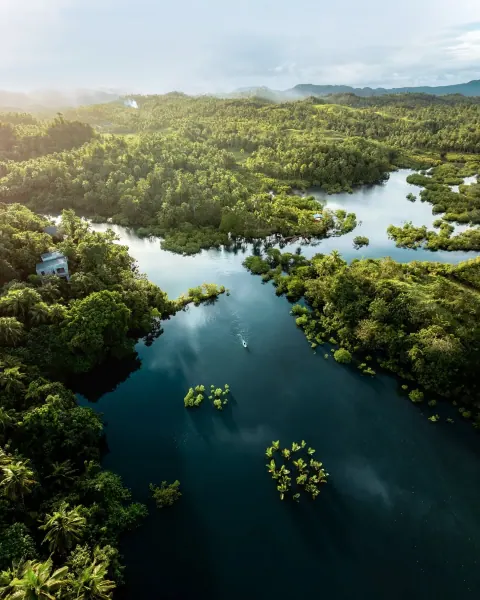 Dense mangrove forest in Del Carmen, Siargao, one of the largest mangrove reserves in the Philippines