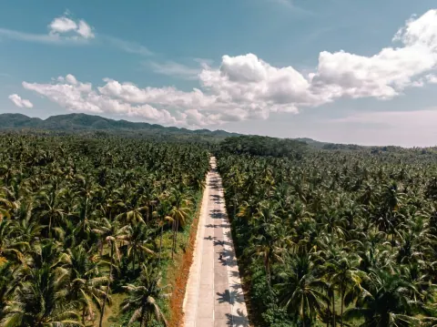 Aerial view of a straight road cutting through dense coconut palm forest in Siargao, Philippines