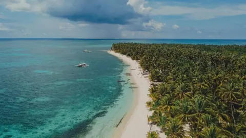 Coconut palms lining the coast of Siargao island, Philippines, with clear water beyond